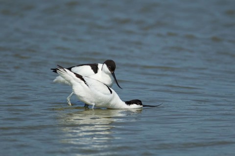 Pied avocet (Recurvirostra avosetta) two adult wading birds during their courtship love display in