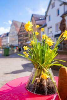 Yellow spring flowers in a vase on sunny street scene with buildings in the background, Nagold,