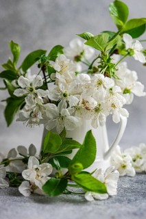 A serene arrangement of white cherry blossoms in an elegant ceramic vase. The scene captures the