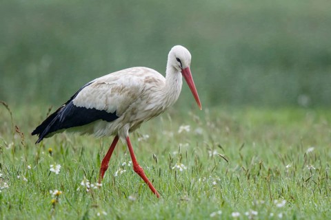 White Stork (Ciconia ciconia) foraging in the rain, North Rhine-Westphalia, Germany