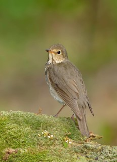 Swainson's Thrush (Catharus ustulatus) perched on mossy ground, Texas, USA