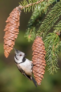 European Crested Tit (Lophophanes cristatus) perched on a spruce branch, Poland