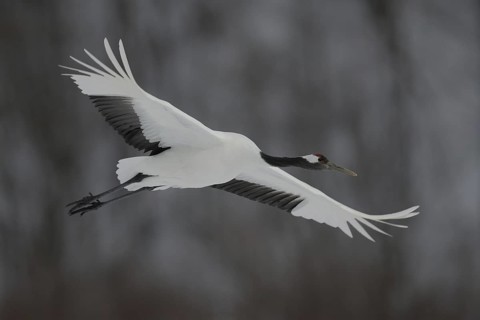 Red-crowned Crane (Grus japonensis) flying, Hokkaido, Japan