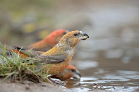 Wasserschöpfend... Kiefernkreuzschnäbel *Loxia pytyopsittacus*