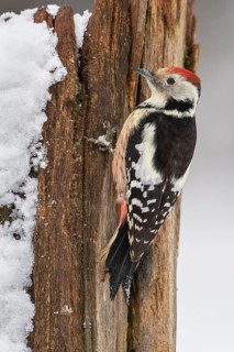 Middle Spotted Woodpecker (Dendrocoptes medius), Lower Saxony, Germany