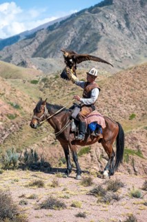Traditional Kyrgyz eagle hunter with eagle in the mountains, hunting on horseback in front of dry
