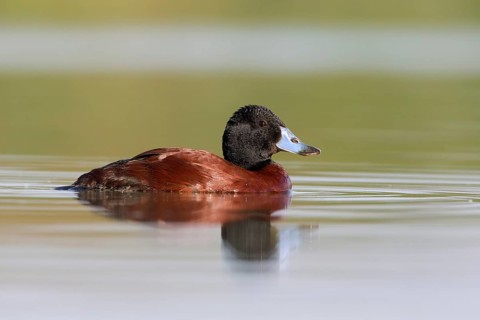 Blue-billed Duck (Oxyura australis) male, Victoria, Australia