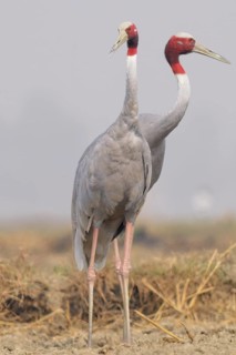 Sarus Crane (Antigone antigone) foraging, Keoladeo National Park, India