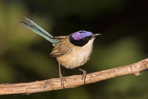 Purple-crowned Fairywren (Malurus coronatus) male, Northern Territory, Australia