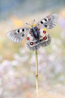 Ein dunkles Weibchen des Hochalpen-Apollo (Parnassius sacerdos) mmit geöffneten Flügeln