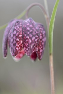 Snake's head fritillary (Fritillaria meleagris), Emsland, Lower Saxony, Germany