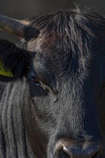 Portrait of a black cow, Franconia, Bavaria, Germany