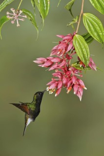 Black-bellied Hummingbird (Eupherusa nigriventris) flying and feeding at a flower in Costa Rica