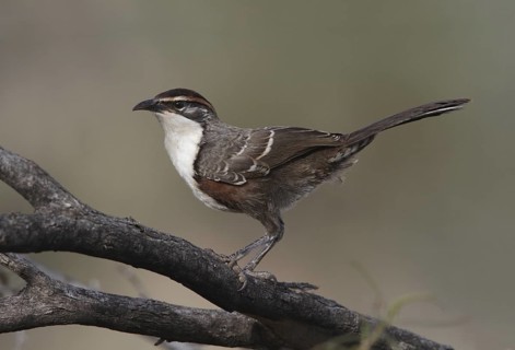 Chestnut-crowned Babbler (Pomatostomus ruficeps) juvenile, Queensland, Australia
