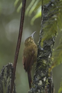 Strong-billed Woodcreeper (Xiphocolaptes promeropirhynchus), Ecuador