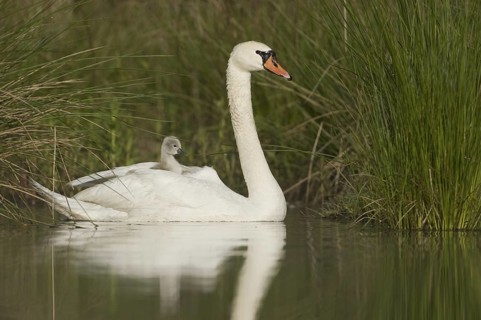 Mute Swan (Cygnus olor) juvenile, Saxony, Germany