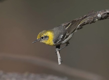 Olive Warbler (Peucedramus taeniatus) female, New Mexico, USA