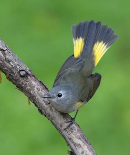 American Redstart, Setophaga ruticilla, fanning its tail in Saskatoon, Saskatchewan, Canada