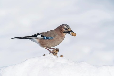 Eurasian Jay (Garrulus glandarius) Jay • Baden-Württemberg, Germany, Baden-Württemberg, Federal