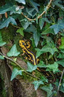 Fire Salamander (Salamandra salamandra bernardezi), endemic subspecies of a few points in north