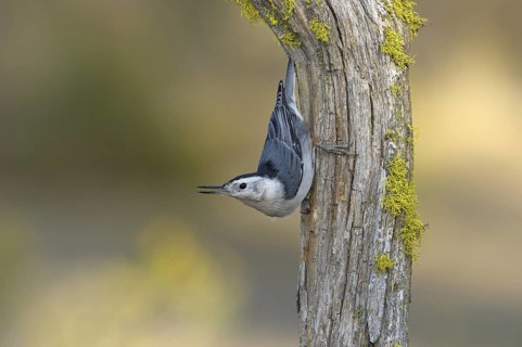White-breasted Nuthatch (Sitta carolinensis) climbs down a tree, Oregon, USA