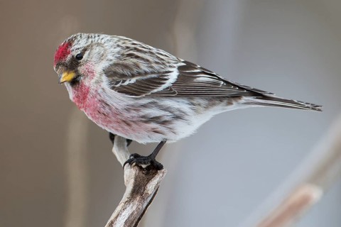Common Redpoll (Acanthis flammea), Hokkaido, Japan
