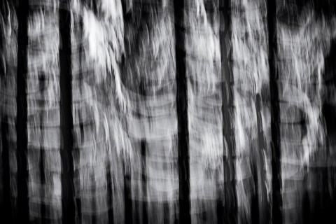 Winter landscape, snowy trees, wiping effect