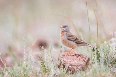 Grey-necked Bunting - Steinortolan - Emberiza buchanani, Kyrgyzstan, adult male
