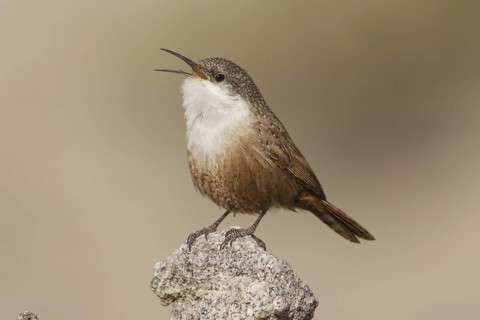 Canyon Wren (Catherpes mexicanus) male singing, California, USA