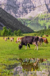 Holstein Friesian cattle stand on a green meadow next to a puddle. A reflection of the cows and the