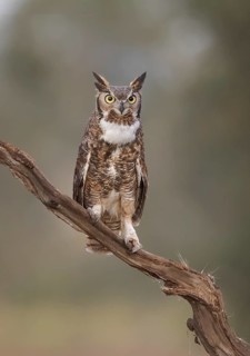 Great Horned Owl (Bubo virginianus), California, USA
