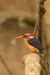 African Pygmy Kingfisher (Ispidina picta), Gambia