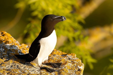 Razorbill (Alca torda) on a cliff, Gotland, Sweden