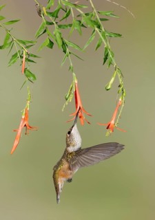 Rufous Hummingbird (Selasphorus rufus) flying while feeding at flower nectar, Texas, USA