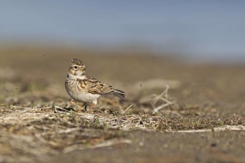 Asian Short-toed Lark (Alaudala cheleensis) on ground, Dornod Province, Mongolia