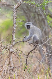 Vervet Monkey, (Chloroebus pygerythrus), vervet monkey, monkey, monkeys, primate, primates, family