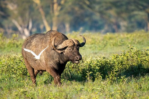 African buffalo grazes in lush greenery while a white bird, possibly an egret, flying near,