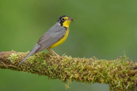 Canada Warbler (Cardellina canadensis) male with spider prey in its beak, Minnesota, USA