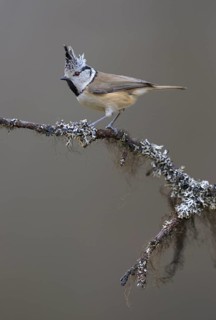 Crested Tit (Lophophanes cristatus), on a branch covered with bearded lichen, Biosphere Reserve,