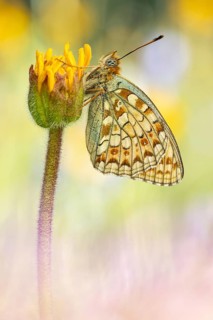 Eine parasitierte Puppe des Mittlerer Perlmuttfalter (Fabriciana niobe) im Gras fest gemacht.