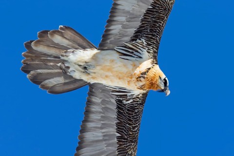 Bartgeier, Lammergeier, Gypaetus barbatus, Gypaetus barbatus meridionalis, Gypaète barbu,