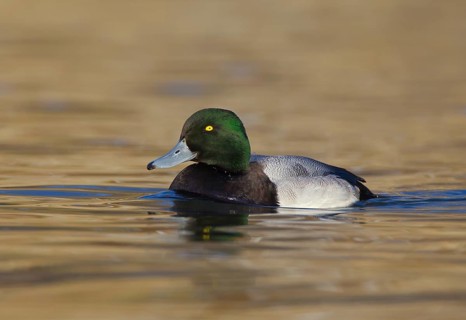 Greater Scaup (Aythya marila) male, Ohio, USA