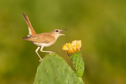 Rufous-tailed Scrub Robin (Cercotrichas galactotes) singing, perched on a flowering cactus,