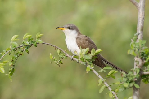 Yellow-billed Cuckoo (Coccyzus americanus) perched on a branch, Texas, USA