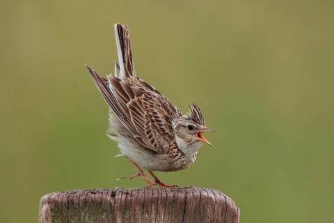 Eurasian Skylark (Alauda arvensis) singing from pale, North Rhine-Westphalia, Germany