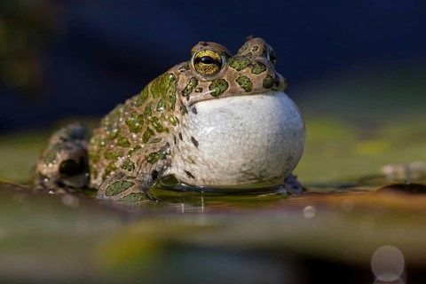 Green toad, Green toad, House toad, Variable toad, Village toad, Variegated toad, (Bufotes