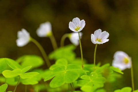Several white flowers on long stems between green leaves against blurred background, woodland