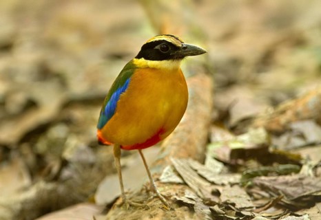 Blue-winged Pitta (Pitta moluccensis), Singapore