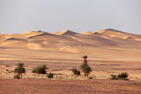 Desert landscape with sand dunes and scattered palm trees, clear atmosphere, The sand dunes of the