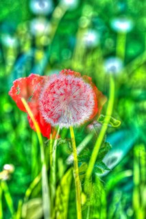 Oil painting, bright flowers, red blossom, poppy (Papaver), common dandelion (Taraxacum), flowers